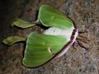 Luna Moth