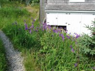 Blue Flags, Monhegan