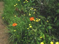 Hawk Weed and Buttercups, Monhegan