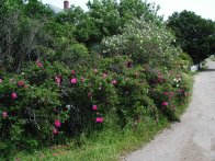 Rugosa Rose, Monhegan