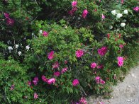 Rugosa Rose, Monhegan