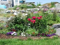 Cultivated Border with Peonies, Monhegan