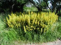 Yellow Loosestrife, Monhegan