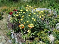 Cultivated Border with Yarrow and Lilies, Monhegan