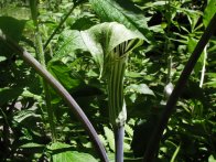 Jack in the Pulpit, Monhegan