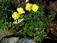 Tiger Swallowtail on Evening Primrose