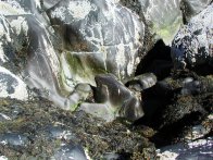 Sculpted Rocks, Pebbly Beach, Monhegan